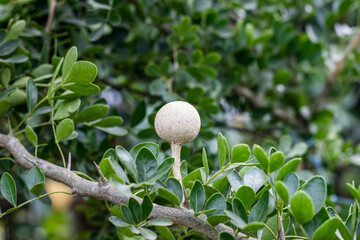 Young wood apple growing on a branch in the garden with copy space