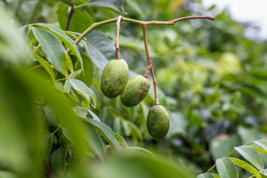 Selective focused young spondias mombin or hog plum fruit growing on the tree close up with copy space