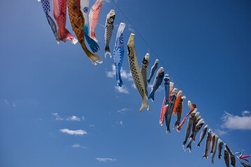 鯉のぼり　青空