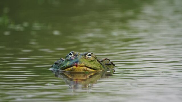 African Bullfrog Resting In Murky Pond During Rainy Season In Central Kalahari National Park, Botswana. - Closeup