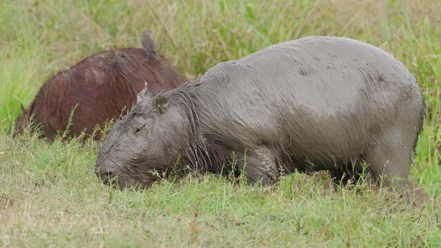 Two Wild Herbivore Hydrochoerus Capybara Grazing in Green Nature Field with a Bird on his Back