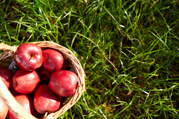 season, gardening and harvesting concept - red ripe apples in wicker basket on grass