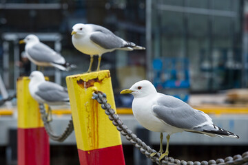 Tromso, Norway. 01.05.2015.Seagulls waiting for the arrival of the fishermen boats in Tromso