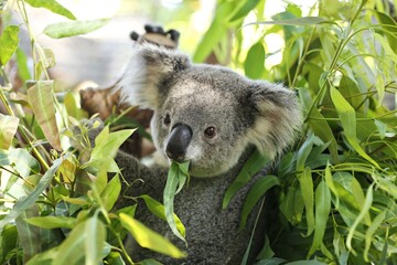 Koala, The fur is gray to yellowish brown. and white on the chin, chest, front of arms and legs The...
