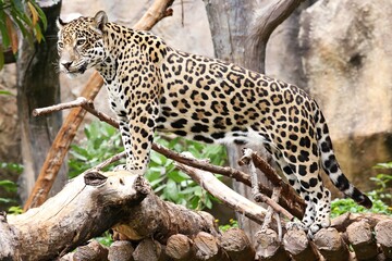 Leopard, It has light brownish-yellow fur. all black dots But in the middle of the body there is a group of black dots. behind the ear is black, with a soft white spot behind the ear