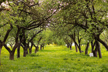 Fantasy apple trees garden with natural arch entrance, environmental eco background with empty copy space, mysterious summer nature backdrop.