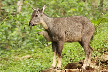 Long-tailed Goral (Naemorhedus caudatus) have gray fur and a dark brown stripe across their back.