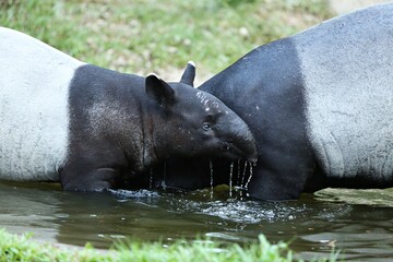 Fototapeta premium Malayan Tapir (Tapirus indicus) Black and white fur likes to swim in the water.