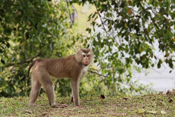 Naklejka na ściany i meble Northern Pig-tailed Macaque (Macaca leonina) Short, gray or brown fur quite long page The hair on the head is short, gray or brown, and the hair on the underside of the belly is pale to almost white. 