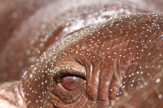 Pygmy Hippopotamus (Choeropsis liberiensis),brown round eyes, antiperspirant for skin protection is clear white oil.