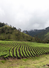 Onion crops in Tenerife Valle del Cauca, Colombia. Onion crops and onion industry in Colombia.