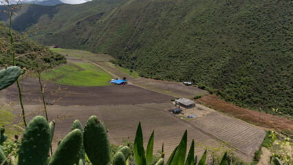 Onion crops in Tenerife Valle del Cauca, Colombia. Onion crops and onion industry in Colombia.
