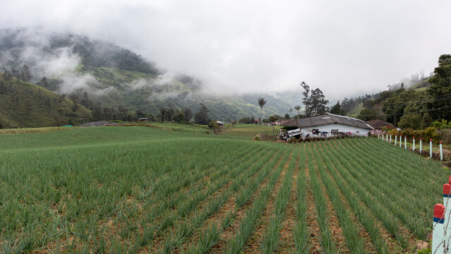 Onion crops in Tenerife Valle del Cauca, Colombia. Onion crops and onion industry in Colombia.