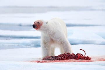 Canada Arctic. White polar bear on drifting ice with snow, feeding on killed seal, skeleton and blood, Russia. Bloody nature with big animal.  © ondrejprosicky