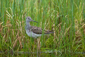Greenshank, Tringa nebularia, in the water green grass habitat near the lake, Kuhmo in Finland. Bird in the water, Europe. Gentle-eyed large wader with a slightly upturned bill.
