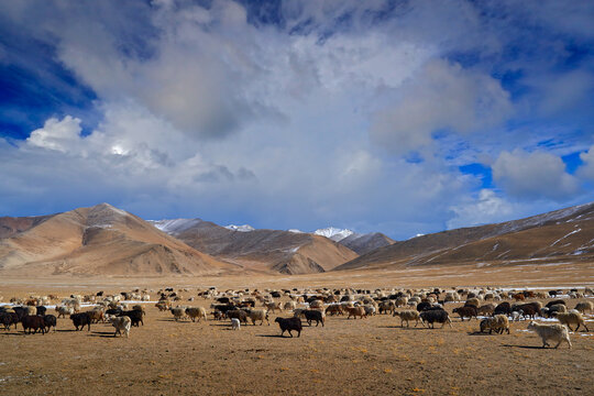 Cashmere goat, breed of domestic goat valued for its soft wool,  manufacture of cashmere shawls. Tso Kar lake, Ladakh in India. Kashmir goat grazing pasture in hifht mountain in Himalayas, landscape.