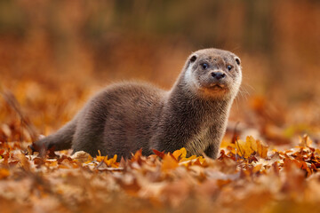 Autumn orange wildlife. Eurasian otter, Lutra lutra, detail portrait of Otter, water animal in nature habitat, Germany, water predator. Animal from the river, wildlife from Europe.
