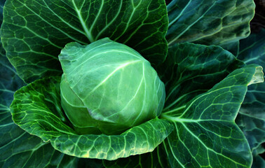 Obraz premium Fresh green cabbage, vegetarian food, natural background.