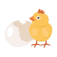Bird process. Baby chicken birth from egg. Flat vector illustration can be used for farming, poultry, Easter
