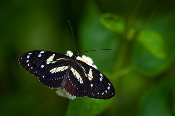 Elzunia pavonii, butterflies of the Andes. Insect sittin on the green leave in the nature habtat, Peru, South America. Elzunia pavonii black yellow butterfly in the nature habitat, forest wildlife.