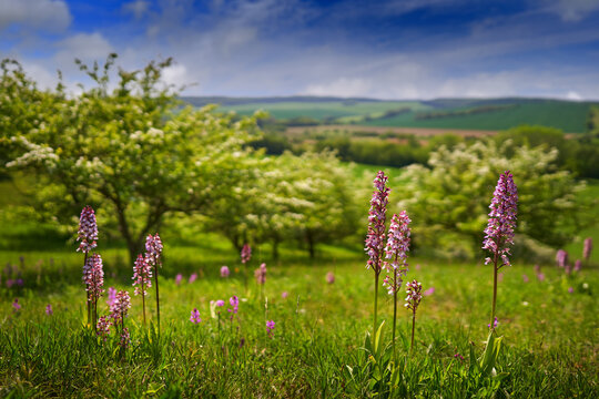 Cech landscape. Flower Czech landscapwe, Orchis purpurea, Lady Orchid, flowering European terrestrial wild orchid in nature habitat with spring hills, Czech Republic. Pink bloom on the wild orchid.