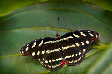 East-Mexican Banner, Catonephele mexicana, butterfly from Mexico in Central America, Wildlife nature. Butterfy sitting on the leaf in the tropic green forest.