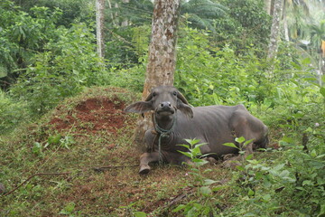 A close up shot of a buffalo