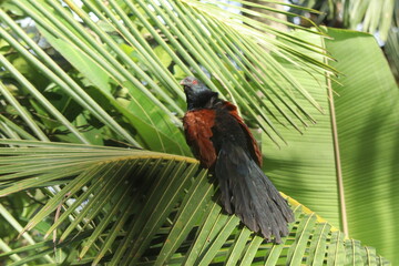 Greater coucal also called an chempoth