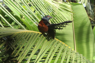 Greater coucal also called an chempoth