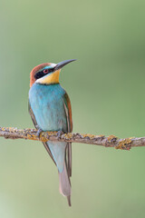 Vertical portrait of bee eater (Merops apiaster)