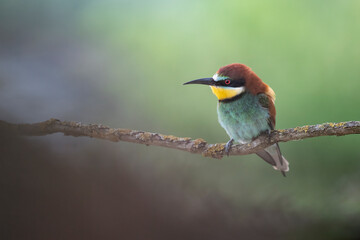 Fine art portrait of Bee eater on branch (Merops apiaster)