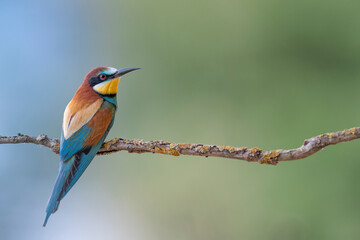 The wonderful European bee eater (Merops apiaster)
