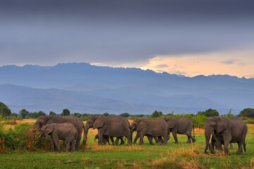 Elephant with mountains. Elephant in rain. Elephant in Murchison Falls NP, Uganda. Big Mammal in...
