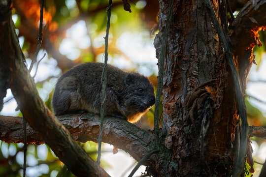 Tree hyrax, Dendrohyrax arboreus, cute rare animal  on the forest tree in Bwindi NP, Uganda. Hyrax with beautiful evening light. Widlife nature in Uganda in Africa. Sunset in forest.