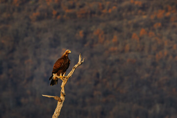 Eastern Rhodopes rock with eagle on tree trunk.   Big bird of prey golden eagle with large wingspan, photo with snowflakes during winter, stone mountain, Rhodope Mountains, Bulgaria wildlife.