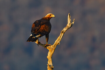 Eastern Rhodopes rock with eagle on tree trunk.   Big bird of prey golden eagle with large wingspan, photo with snowflakes during winter, stone mountain, Rhodope Mountains, Bulgaria wildlife.