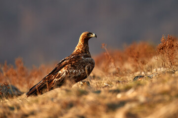 Golden eagle,walking between the stone, Rhodopes mountain, Bulgaria. Eagle, evening light, brown bird of prey with big wingspan. Cow carcass on the rock with eagle, sunset.