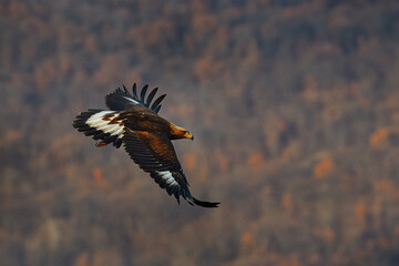 Eastern Rhodopes rock with eagle. Flying bird of prey golden eagle with large wingspan, photo with...