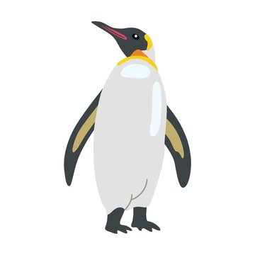 Curious penguin. Cute arctic animal cartoon character vector illustration. Polar bear, penguin, seal, hare, owl, killer whale, fauna of North Pole isolated on white