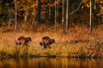 Wolverine-Sonnenuntergang. Vielfraß, der im goldenen Gras des Herbstes läuft. Tierverhalten im Lebensraum, Finnland. Vielfraß in der finnischen Taiga. Wildlife-Szene aus der Natur. Seltenes Lauftier aus Nordeuropa.