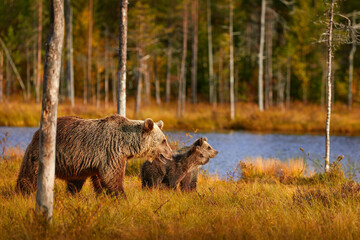 Mother with young. Brown bear hidden in yellow forest. Autumn trees with bear, evening light. Beautiful brown bear walking around lake, fall colours.