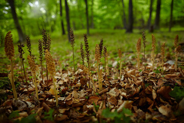 Neottia nidus-avis, Bird's-nest Orchid, flowering European terrestrial wild orchid in nature habitat, detail of bloom, green clear background, Slovakia, Europe. Neottia nidus-avis in the dark forest.