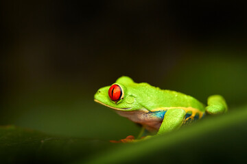 Fototapeta premium Red-eyed Tree Frog, Agalychnis callidryas, Costa Rica. Beautiful frog from tropical forest. Jungle animal on the green leave. Frog with red eye.
