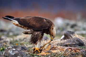 Eagle with cow viscera and entrails. Golden eagle,walking between the stone, Rhodopes mountain, Bulgaria. Eagle, evening light, brown bird of prey with big wingspan.