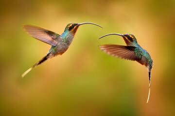 Hummingbird fighrt, evening sunset willdife. Hummingbird with long beak, Green Hermit, Phaethornis guy, clear light green background, Costa Rica. Wildlife scene from nature.
