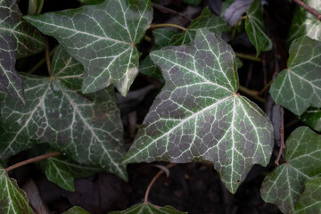Photo of leaves of a plant outdoors