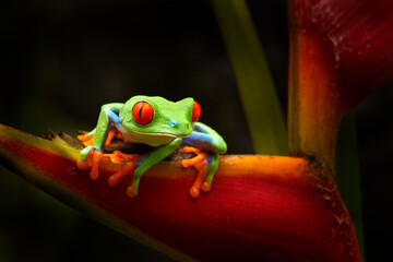 Beautiful amphibian in the night forest. Detail close-up of frog red eye, hidden in green...