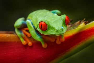 Beautiful amphibian in the night forest. Detail close-up of frog red eye, hidden in green...