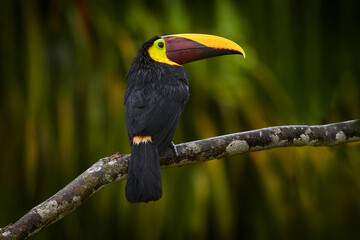 Widlife, bird in forest. Chesnut-mandibled Toucan sitting on the branch in tropical rain with green jungle in background. Wildlife scene from nature. Costa Rica