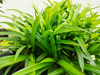 A group of pandan leaves ( pandan wangi ) in the morning on white background. Healthy ingridients for indonesian food.